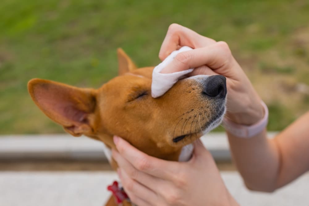 Owner wiping their basenji dog with a dog wipe