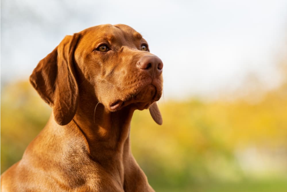 Dog beautiful coat