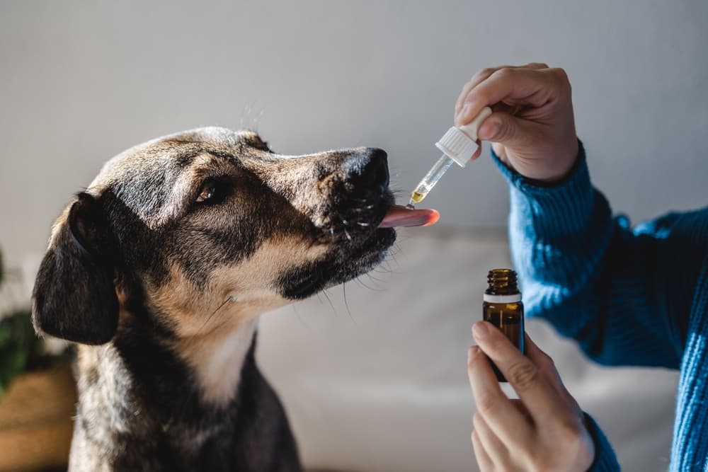 Dog getting an oil tincture from owner