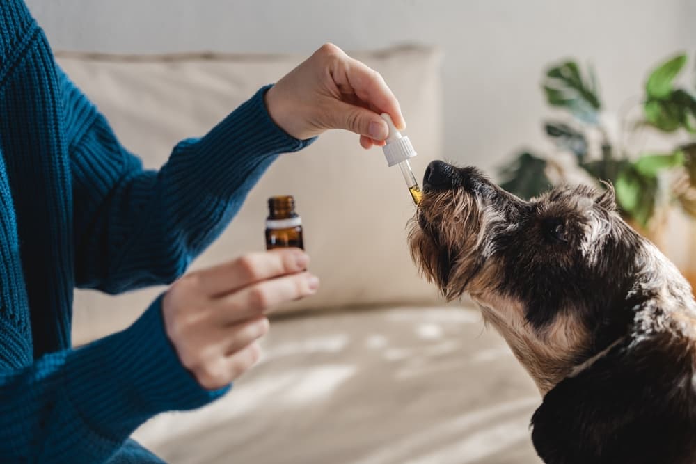 Best CBD for Dog Anxiety: 9 Options to Calm Your Pup