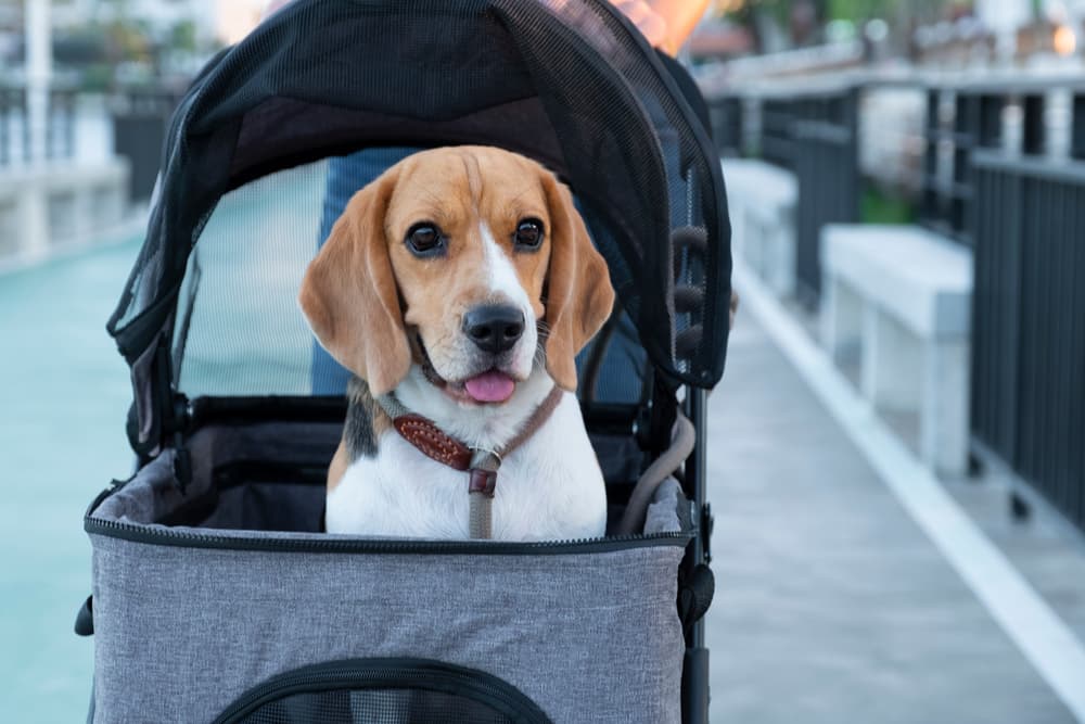 7 Dog Stroller Picks for Strutting Around