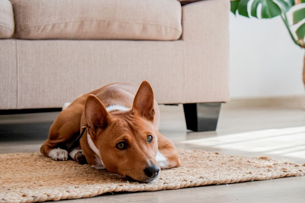 Here's How to Waterproof a Rug (It's Easier Than You Think