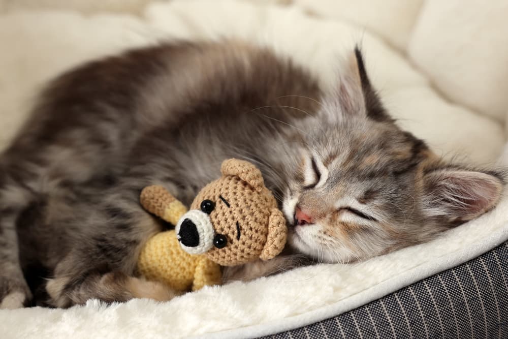 8 Best Cat Beds for Your Snoozing Feline