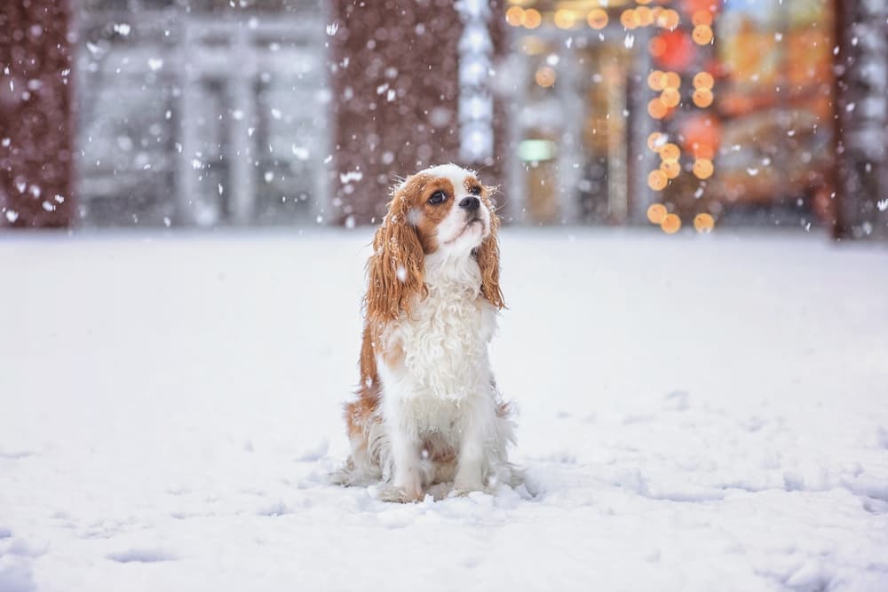 6 Best Pet Safe Ice Melts to Use This Winter