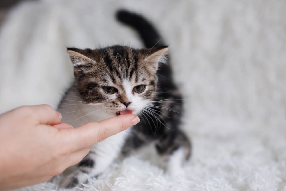 6 Best Treats for Kittens in 2024