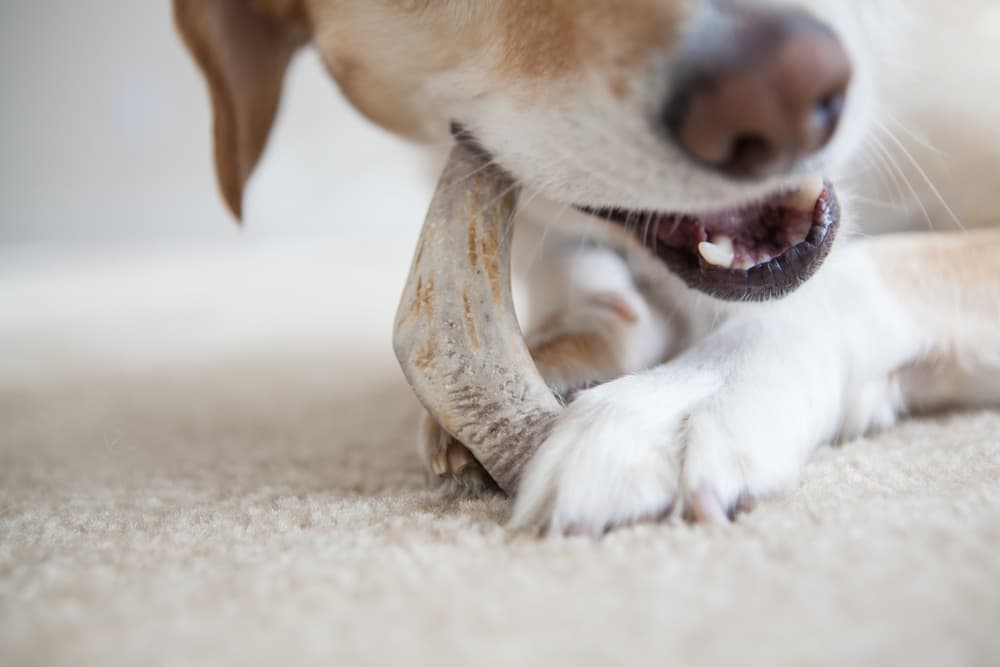 Antlers for Dogs: Benefits and Ones to Try