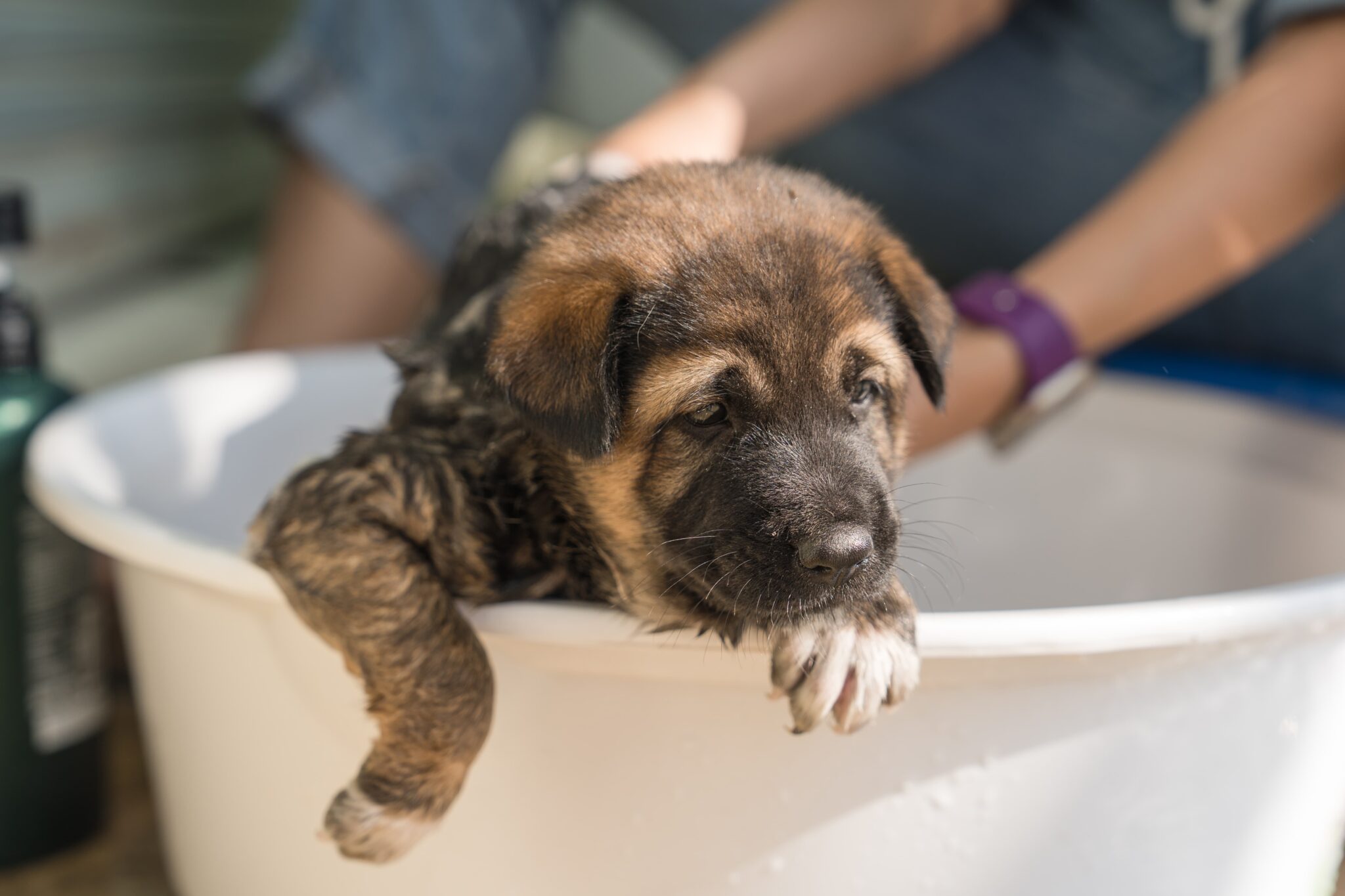 6 Best Puppy Shampoos According to Groomers Vetstreet Vetstreet