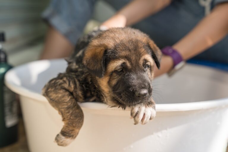 6 Best Puppy Shampoos According to Groomers Vetstreet Vetstreet