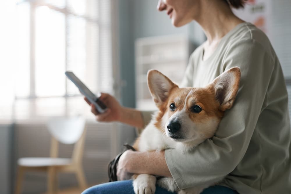 7 Best Dog Talking Buttons (And Tips for Using Them)