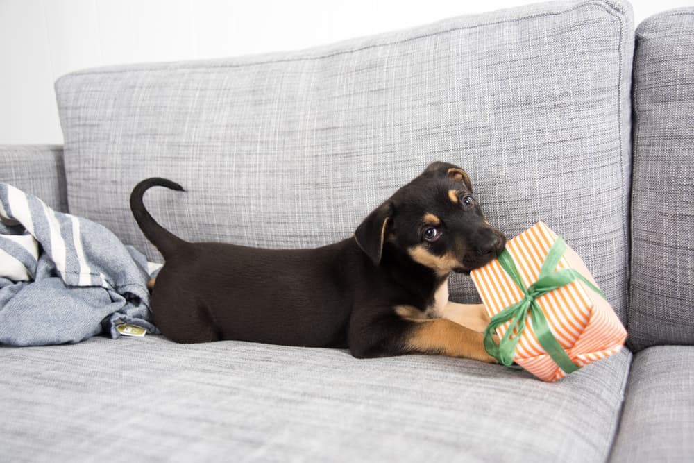 Cute dog with present on the couch