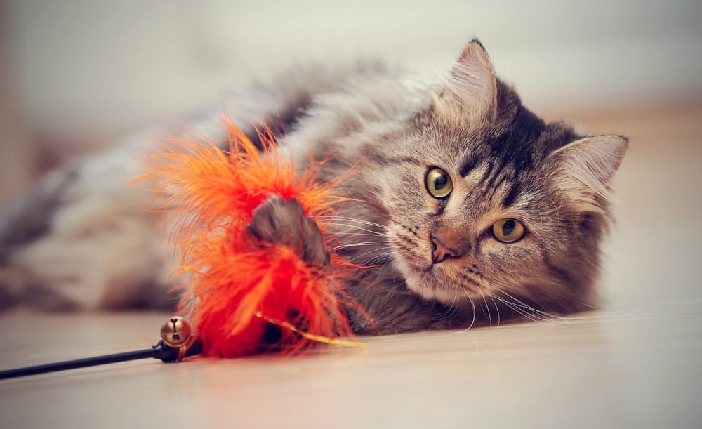 Gray cat playing with feather toy