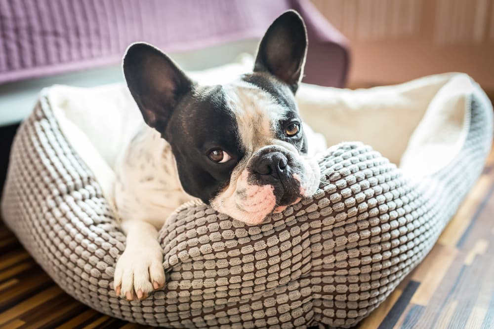 6 Donut Dog Beds for Cozy and Calm Slumber