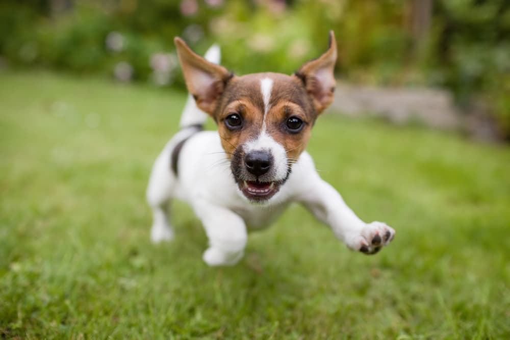 Cute happy puppy playing in a yard