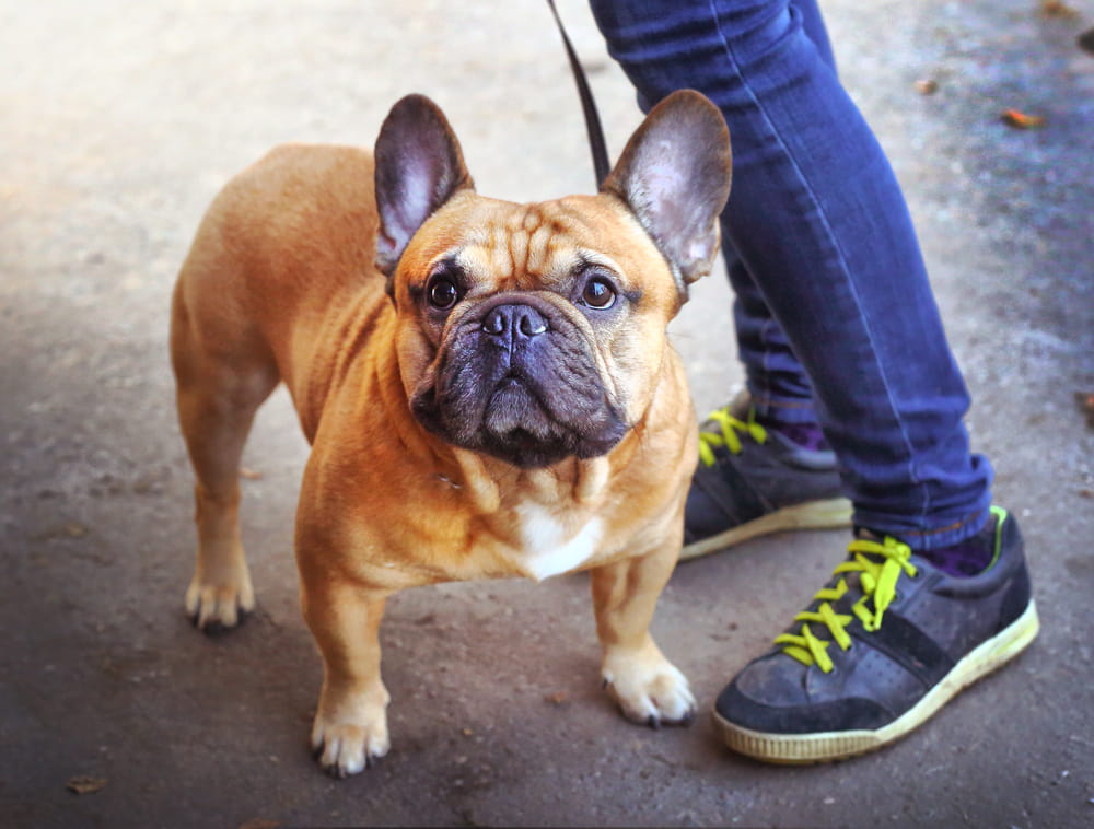 Cute French Bulldog on walk