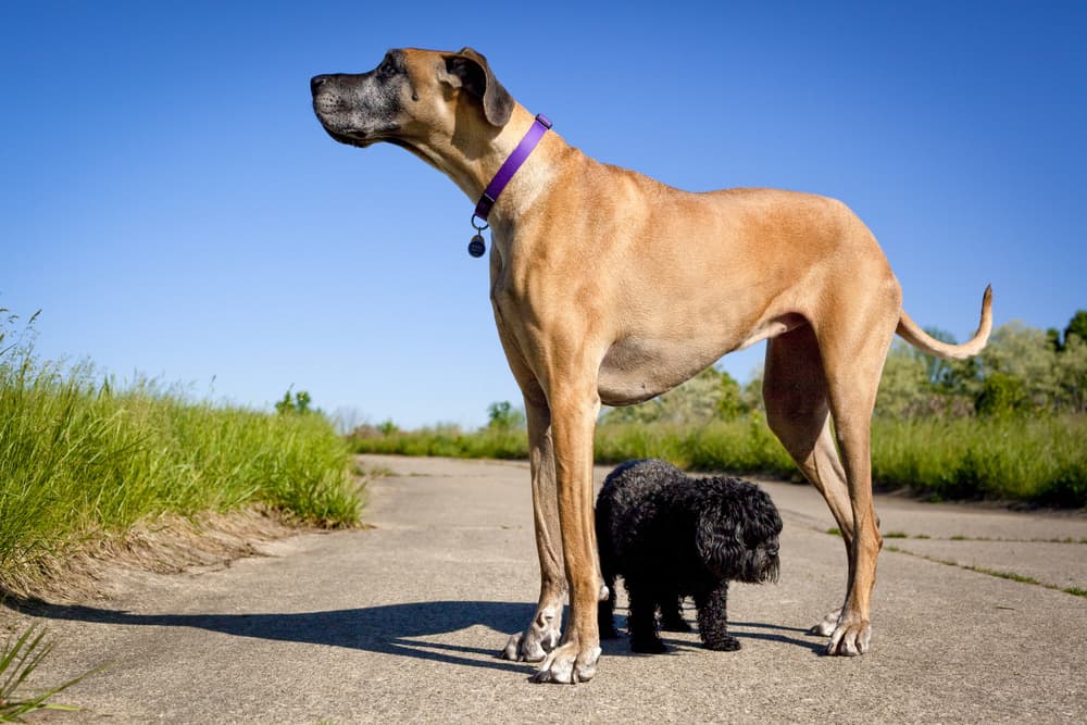 Great Dane with a small dog standing outside