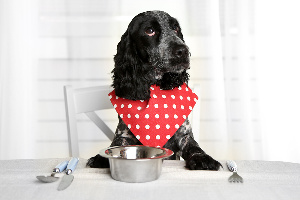 Cocker Spaniel with food bowl at table