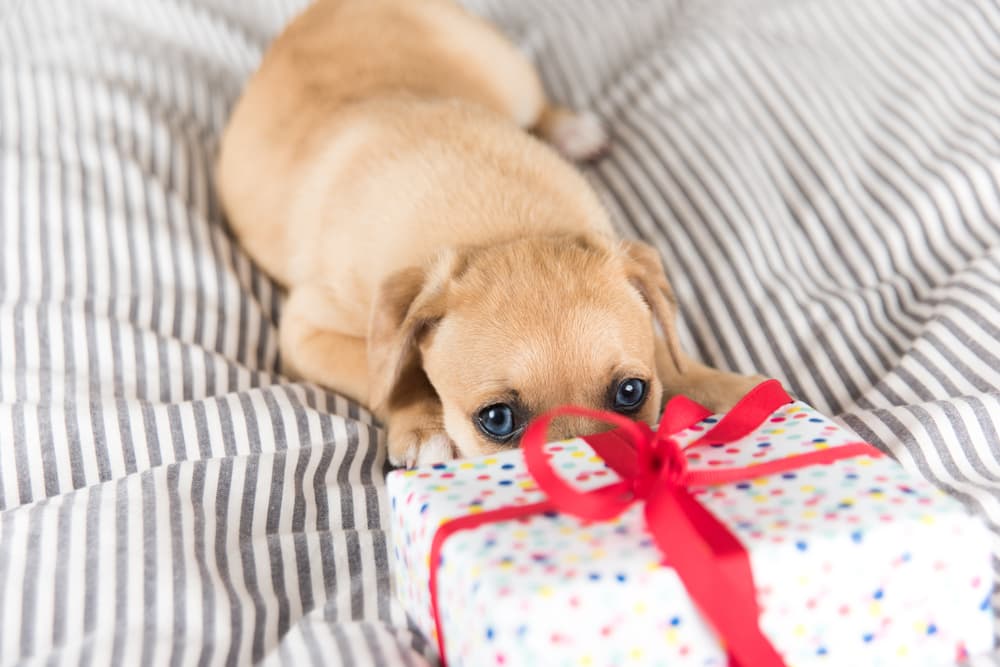 Puppy with present on striped bed