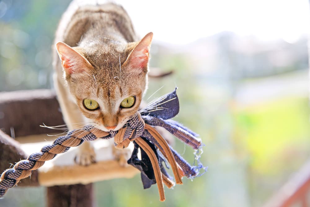 9 Best Cat Chew Toys For Gnawing Fun