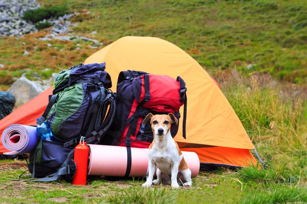 Dog with camping gear