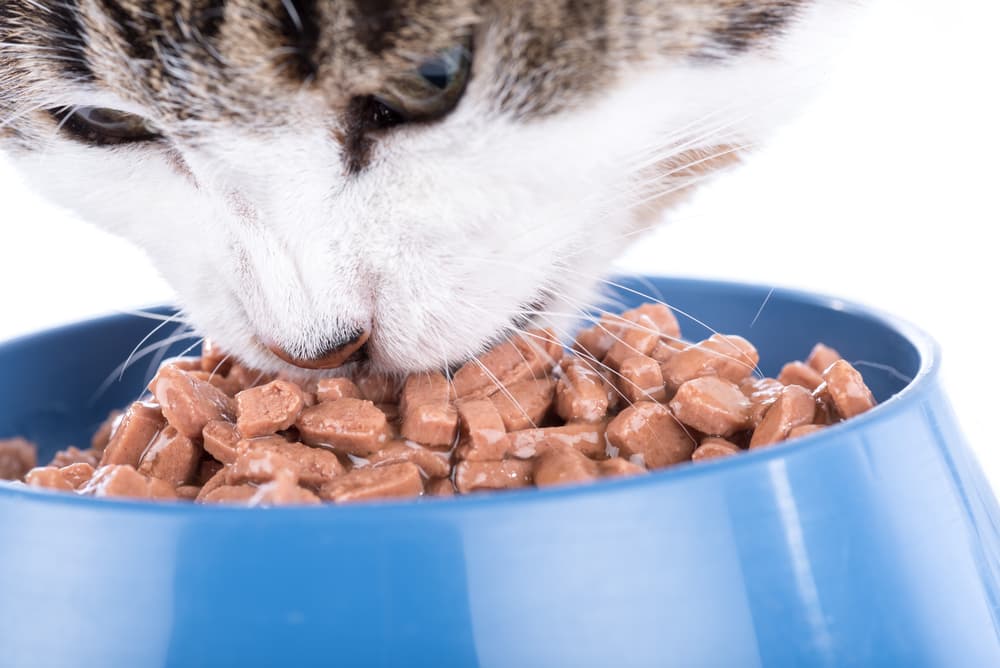 Cat eating wet food from bowl
