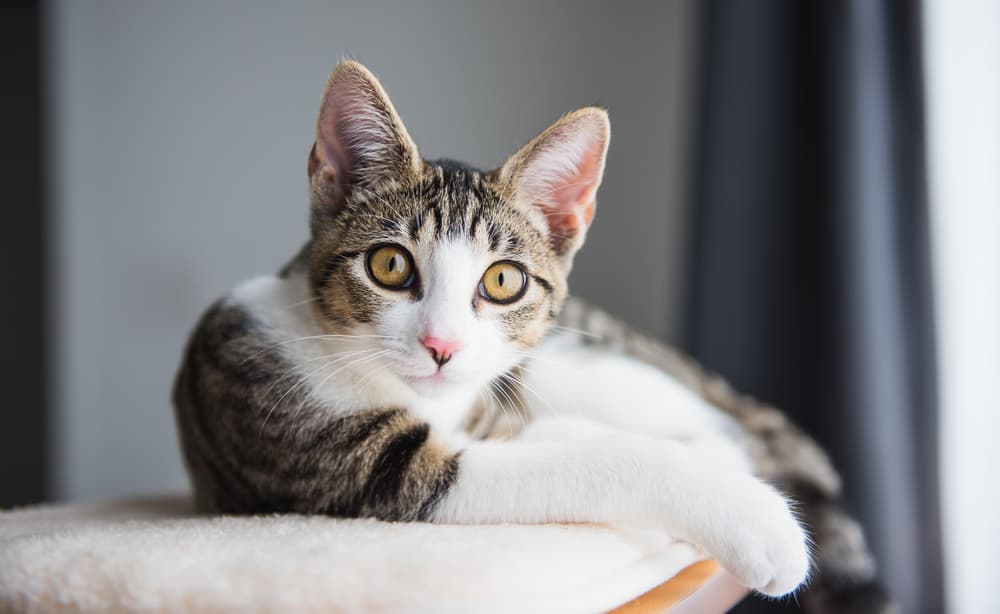 Cat on cat tree