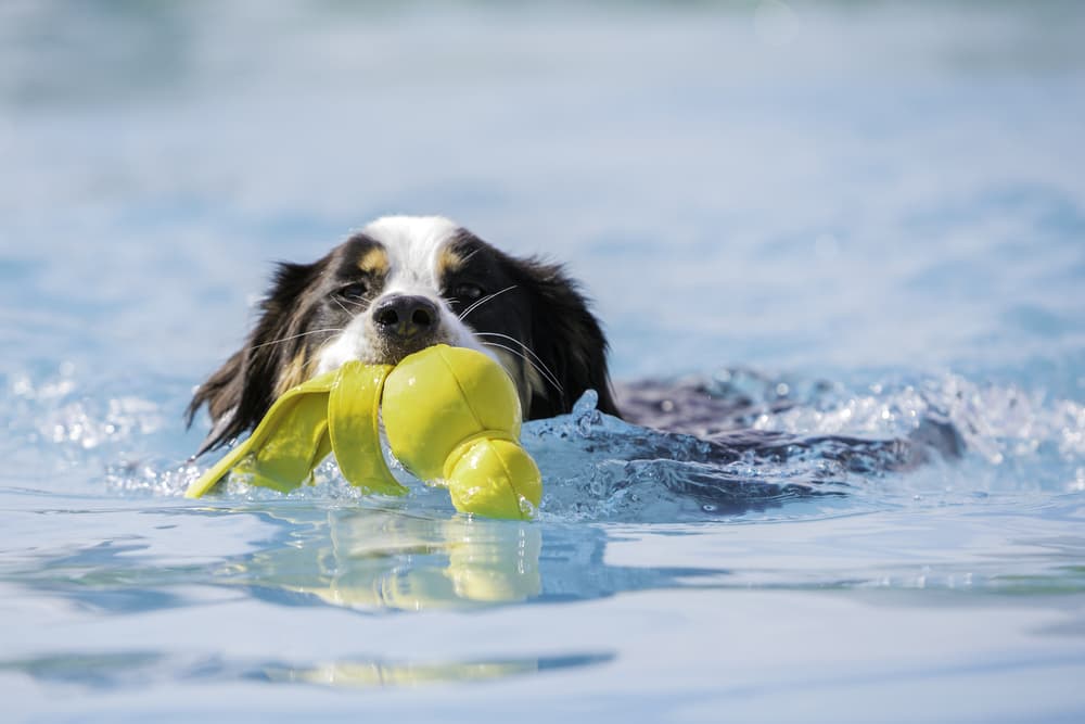 15 Best Dog Water Toys for the Pool or Beach