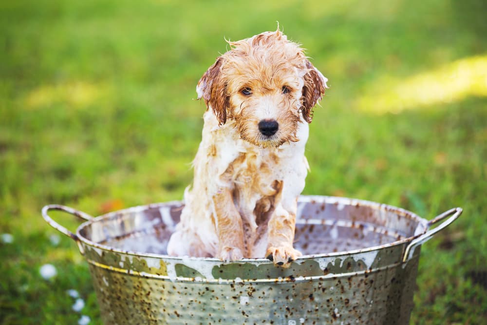 6 Best Puppy Shampoos According to Groomers