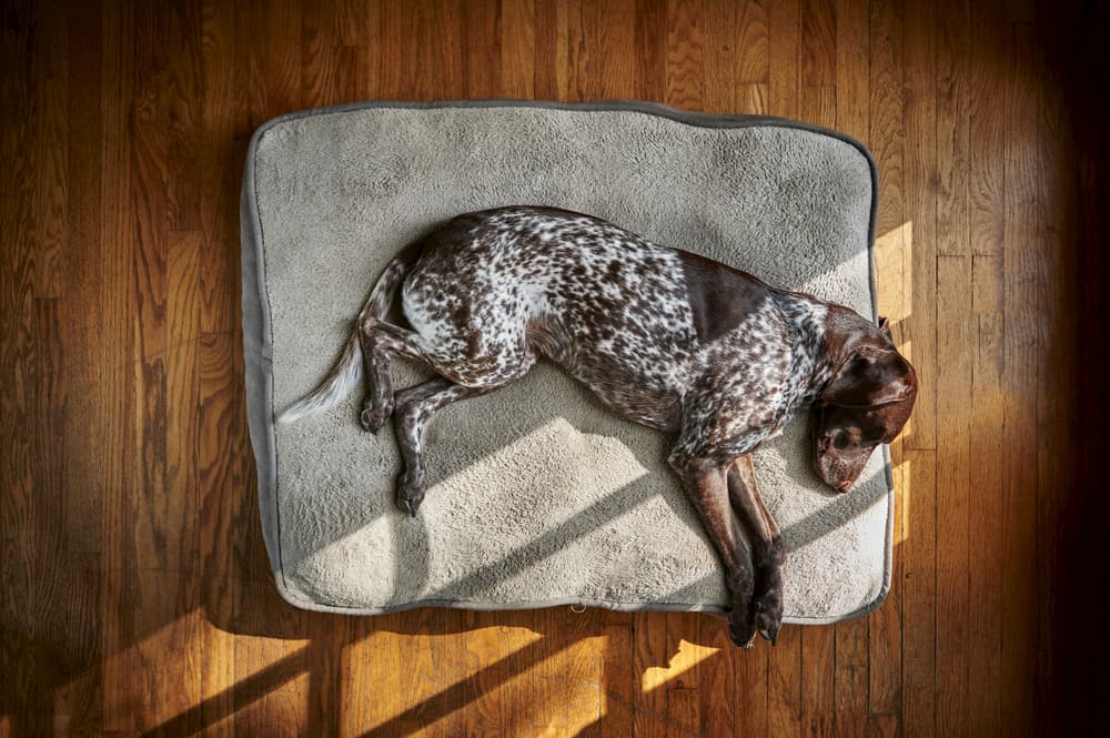 dog on orthopedic dog bed