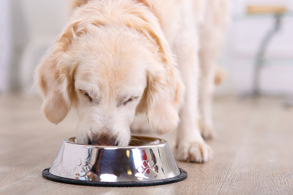 dog eating best fresh dog food from a bowl
