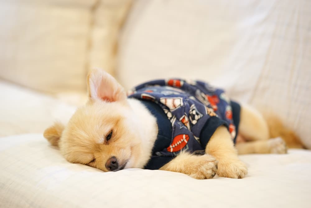 Dog Pajamas: 11 Picks for Snoozing in Style