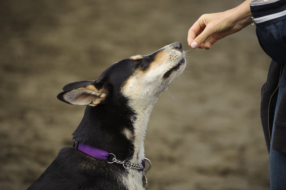 Dog training and getting a high value treat reward