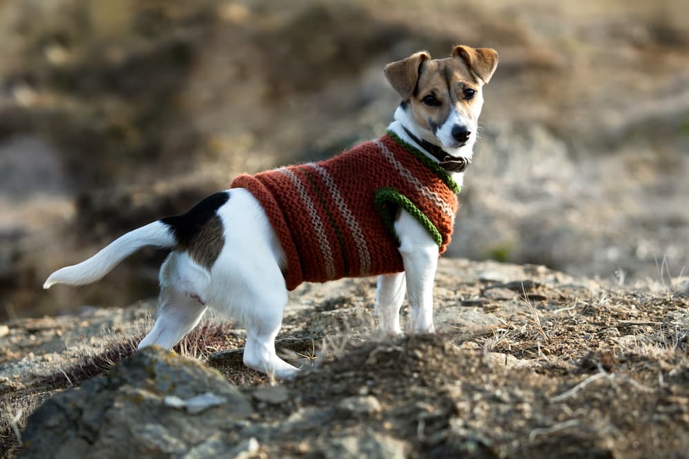Dog on a walk wearing clothing to keep warm