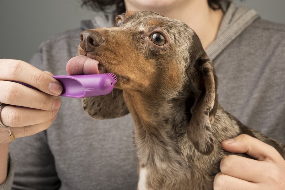 Woman brushing a dog's teeth