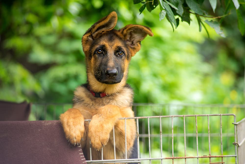 German Shepherd puppy cute in an outside gate