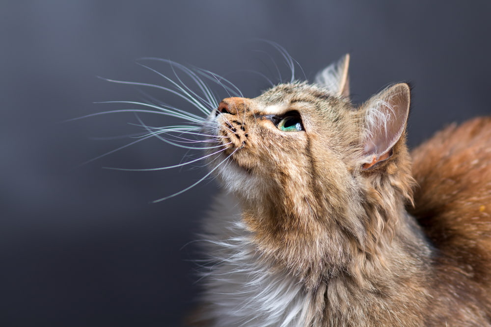 Cat Pheromone Diffusers: 6 to Calm Your Anxious Feline