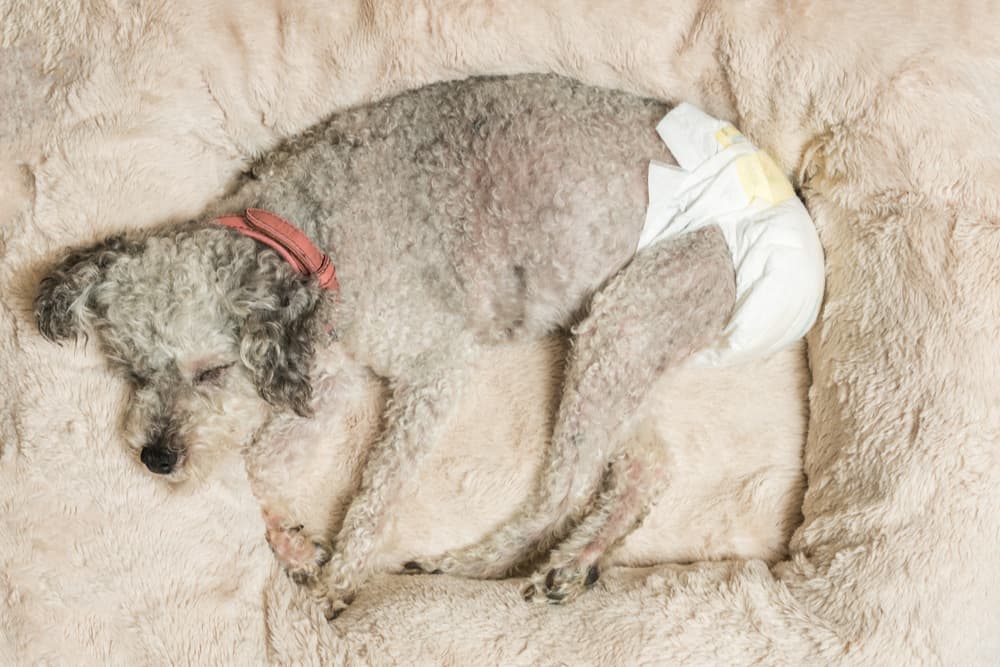 Dog cozy in their bed wearing a dog diaper