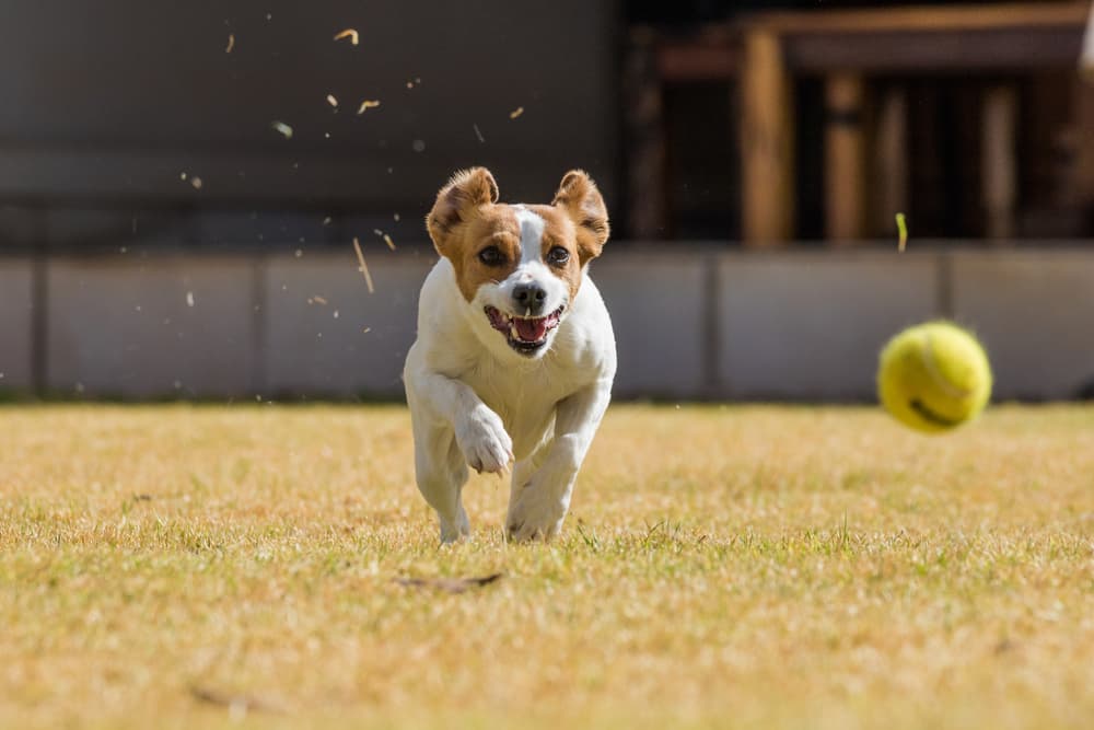 6 Best Ball Launchers For Dogs In 2024