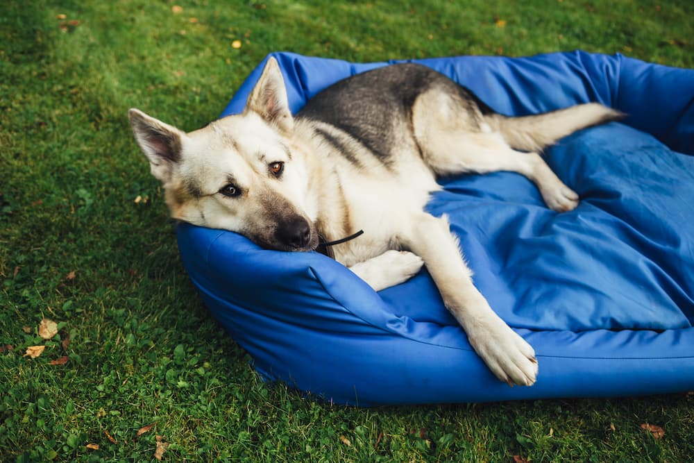 dog outdoors on a bed