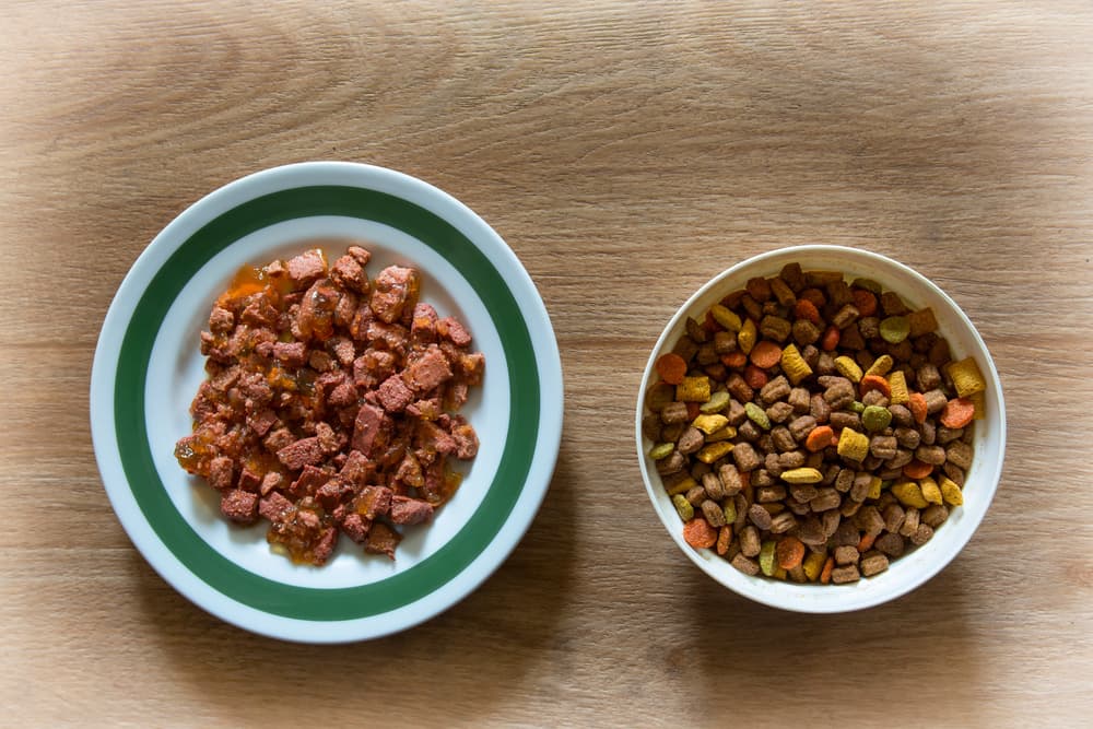 Wet cat food and dry cat food in bowls