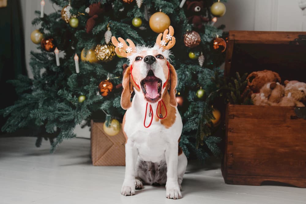 8 Products to Calm Dogs During the Holidays