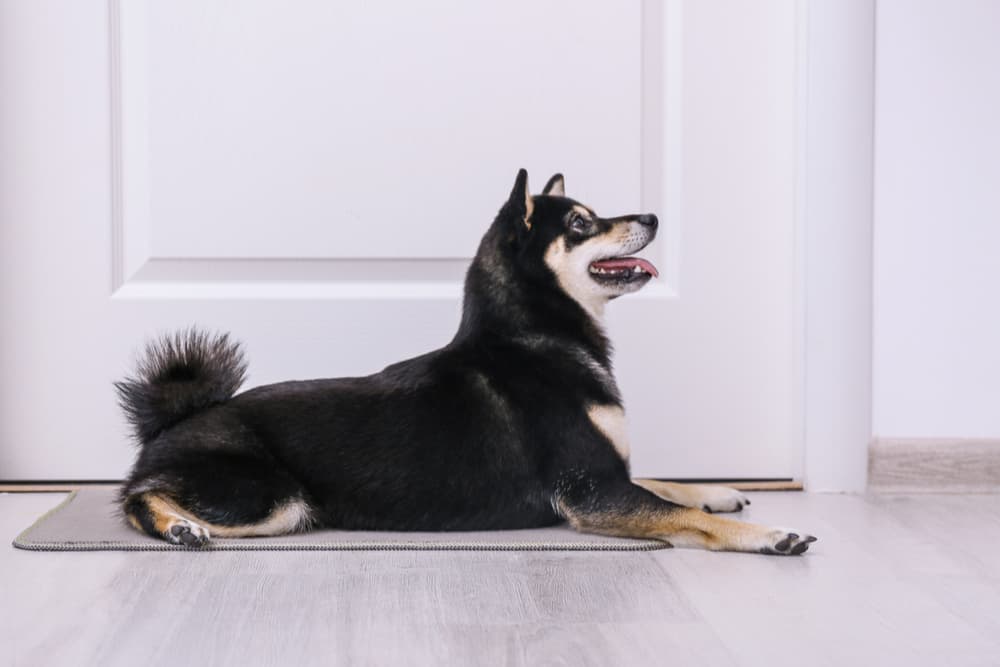 Dog Rugs: The Best Rugs for Man's Best Friend - The Roll-Out