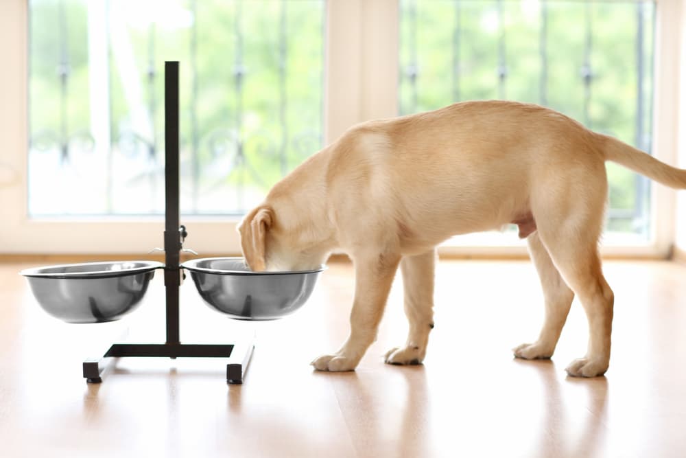 Dog using raised dog bowl