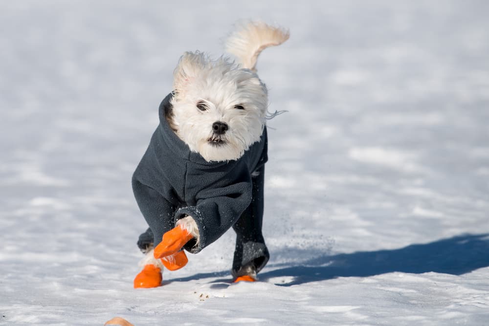 6 Best Dog Boots for Every Occasion