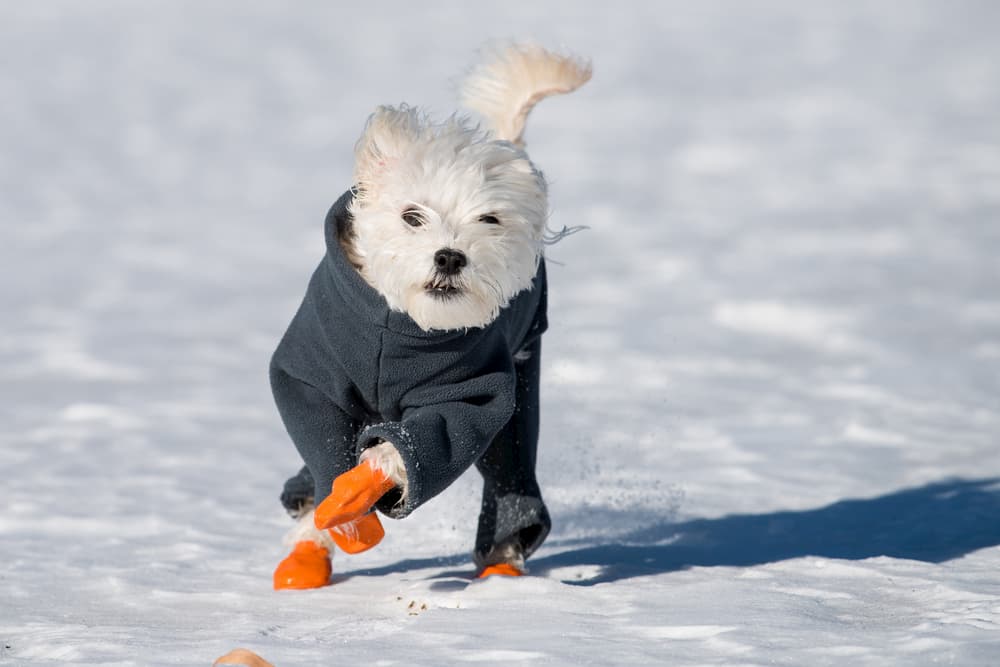 Hype Best Dog Shoes For Walking