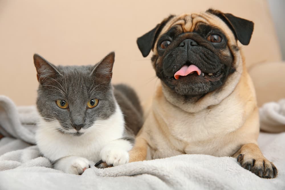 Cat and dog sitting on a blanket happily