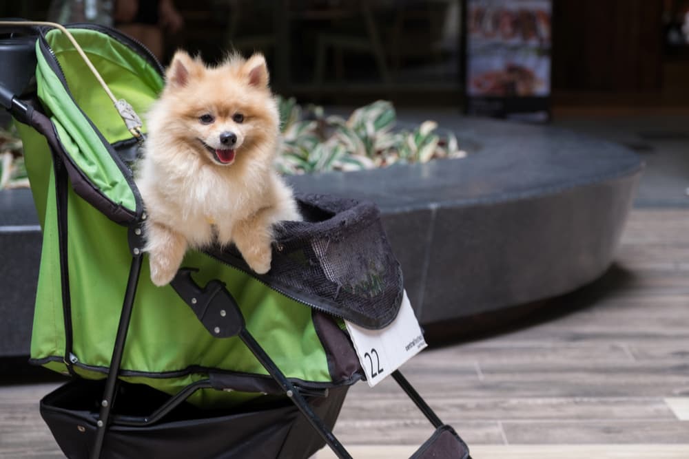 Dog nearly jumping out of a dog stroller on a walk