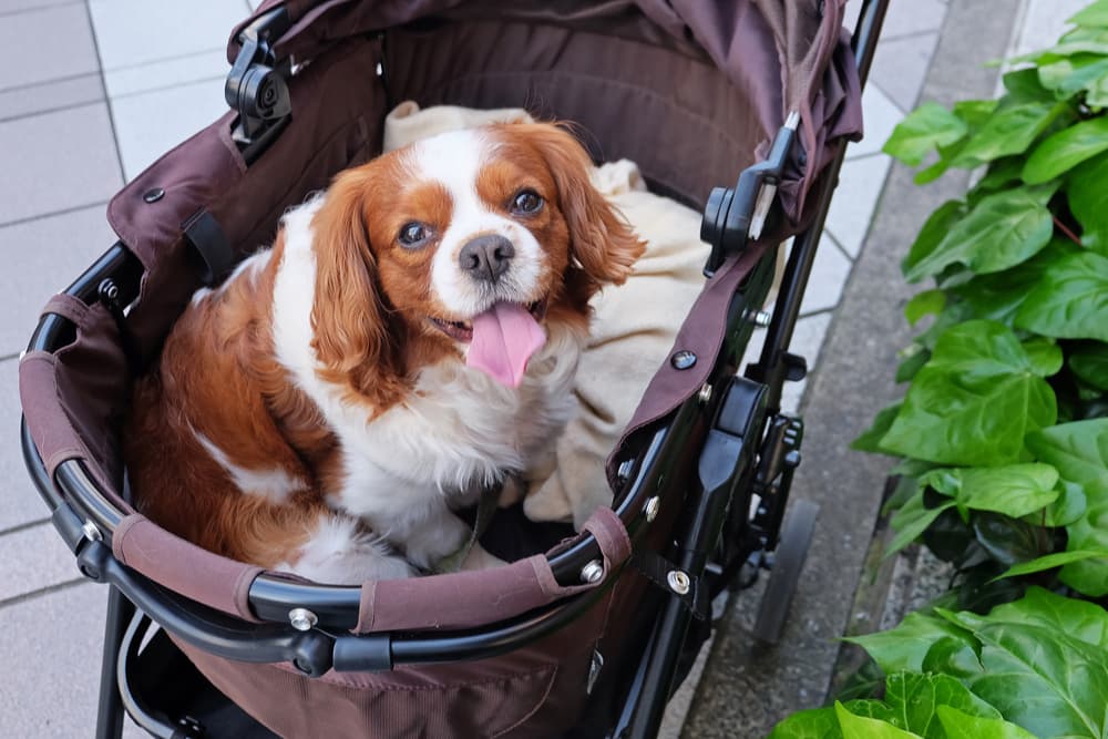 Happy dog sitting in a stroller on a walk