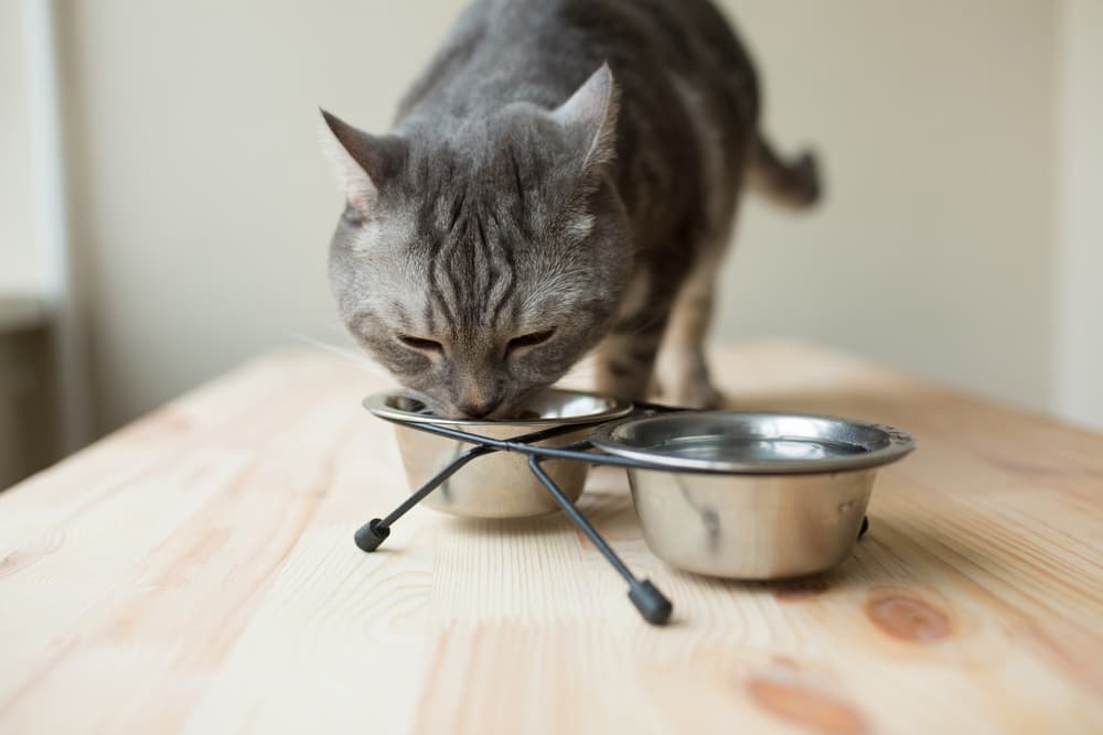 Best Cat Food for Weight Gain: 7 Enticing Options
