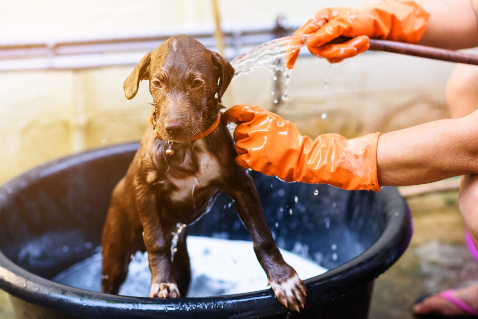 6 Best Puppy Shampoos According to Groomers Vetstreet Vetstreet
