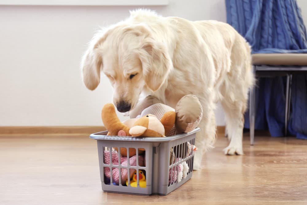 Dog playing with toys from toy basket